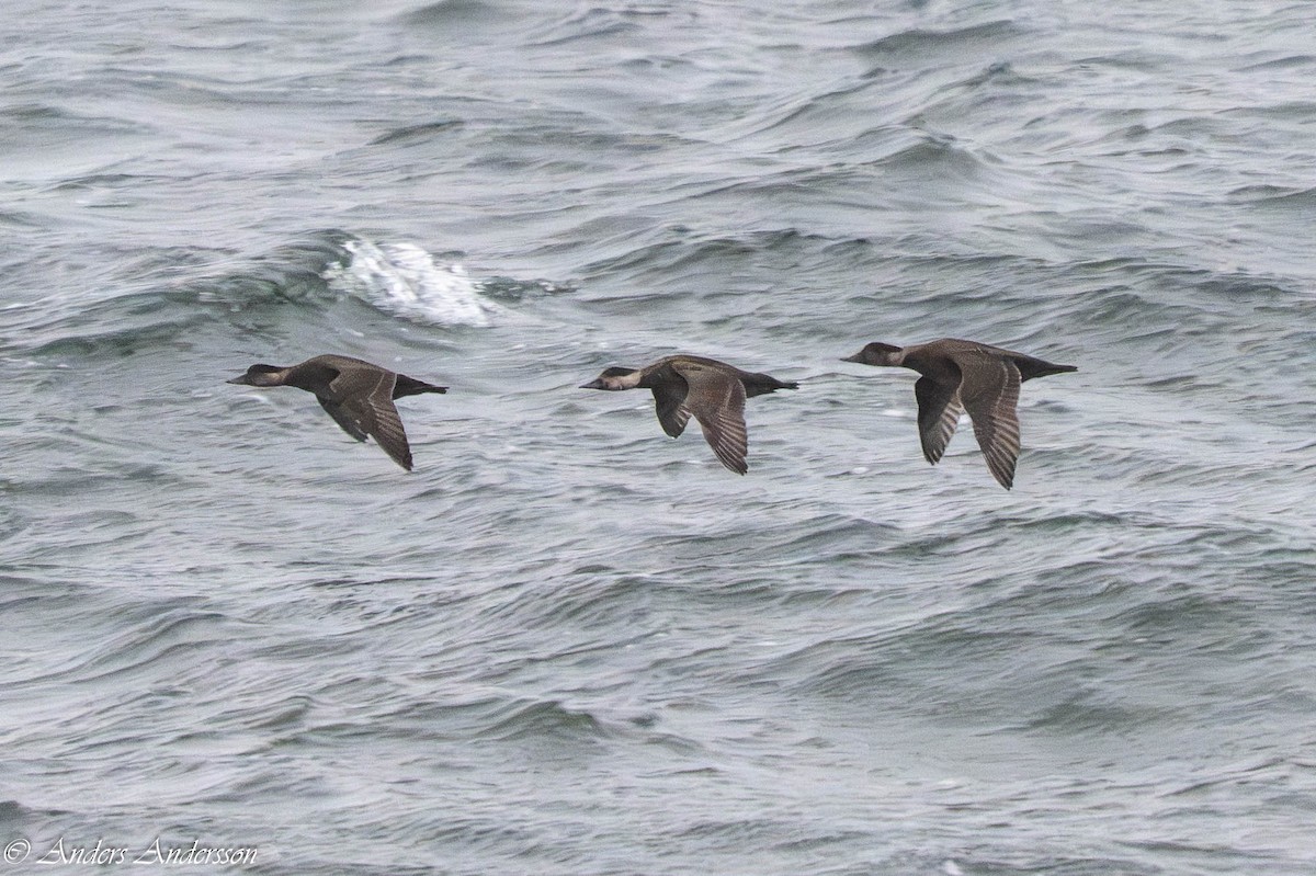Common Scoter - ML647190511