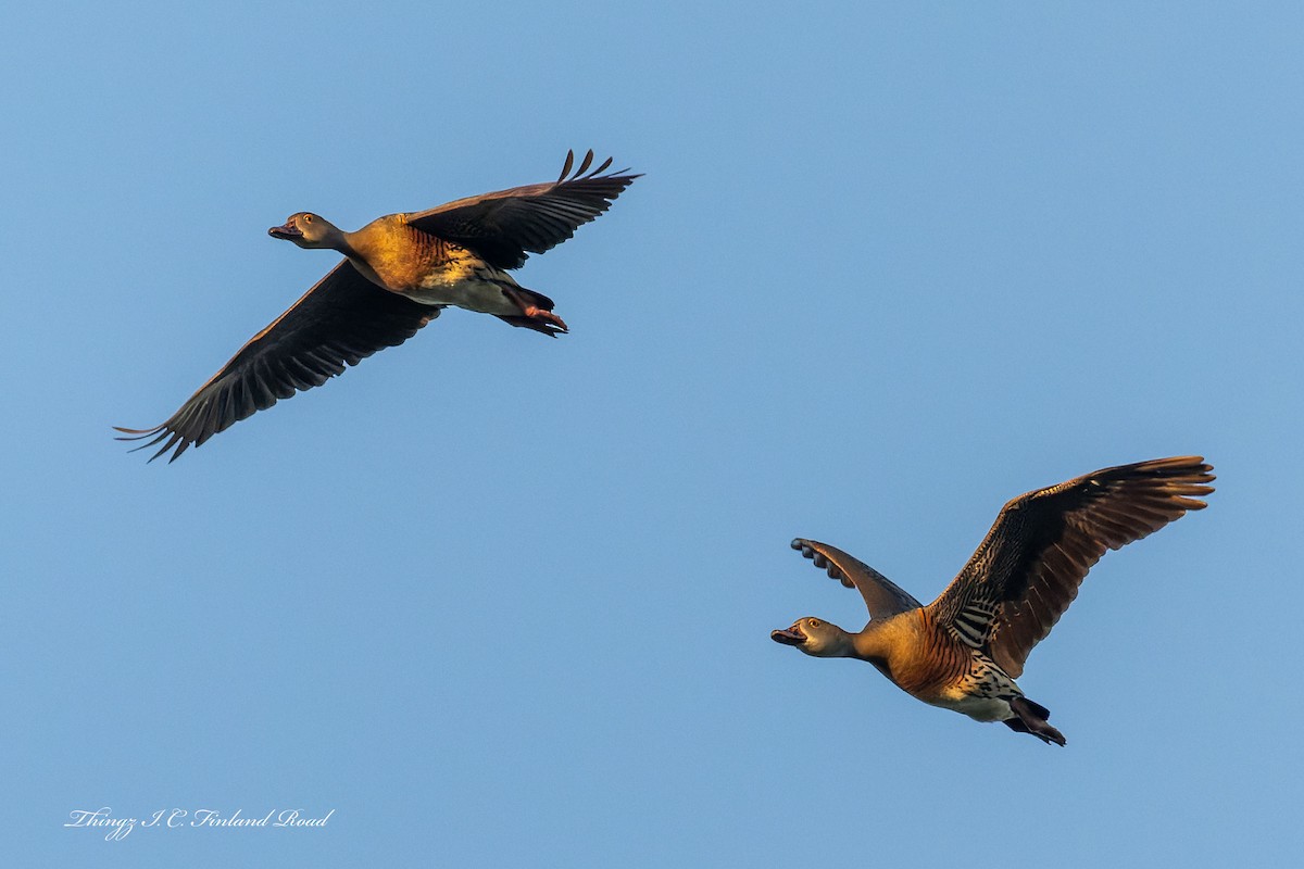 Plumed Whistling-Duck - ML647190512