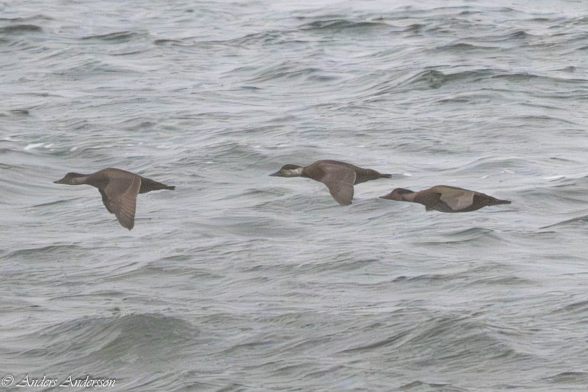 Common Scoter - ML647190513