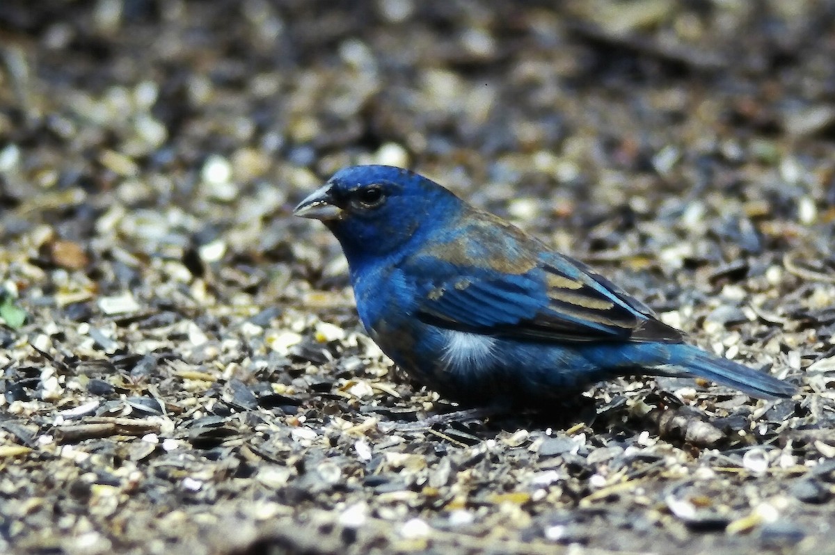 Indigo Bunting - ML647190514