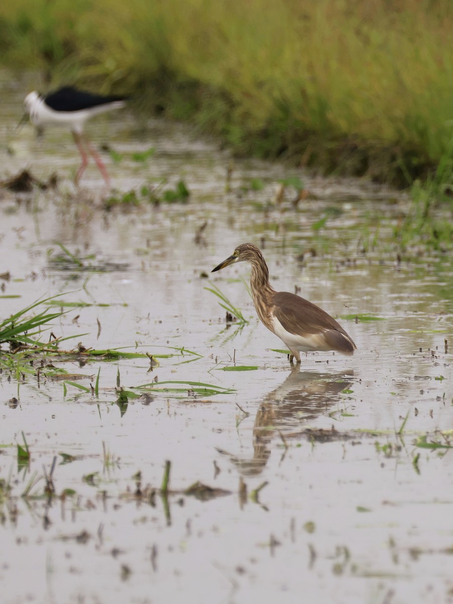 Javan Pond-Heron - ML647190515