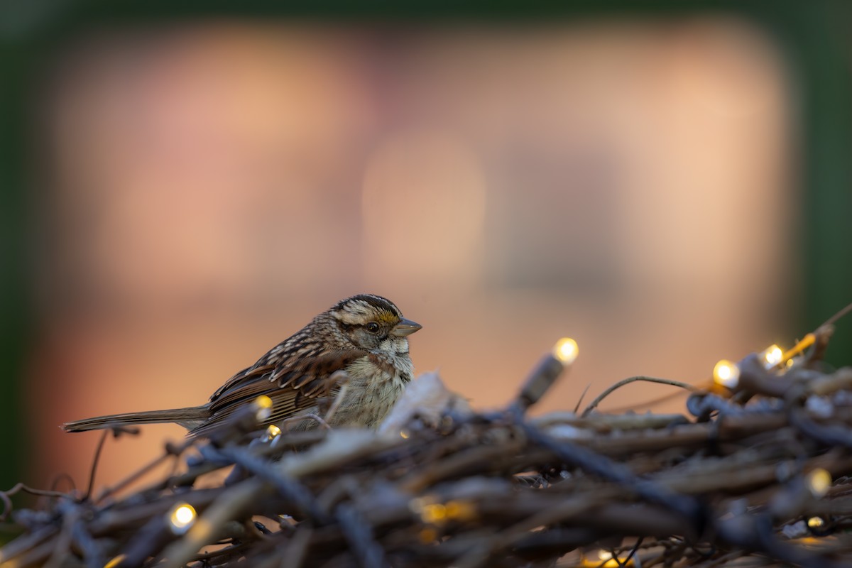 White-throated Sparrow - ML647190516