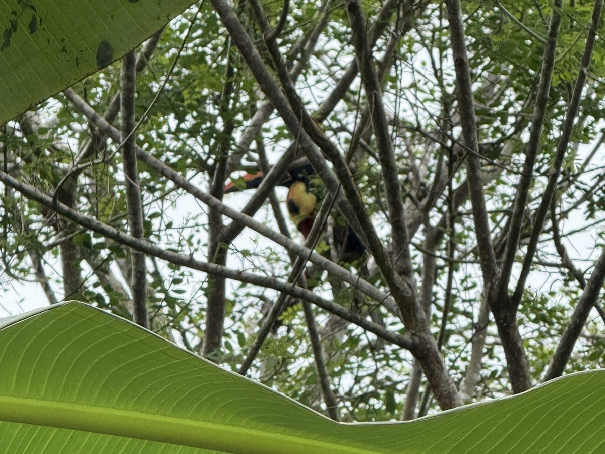 Fiery-billed Aracari - ML647190517