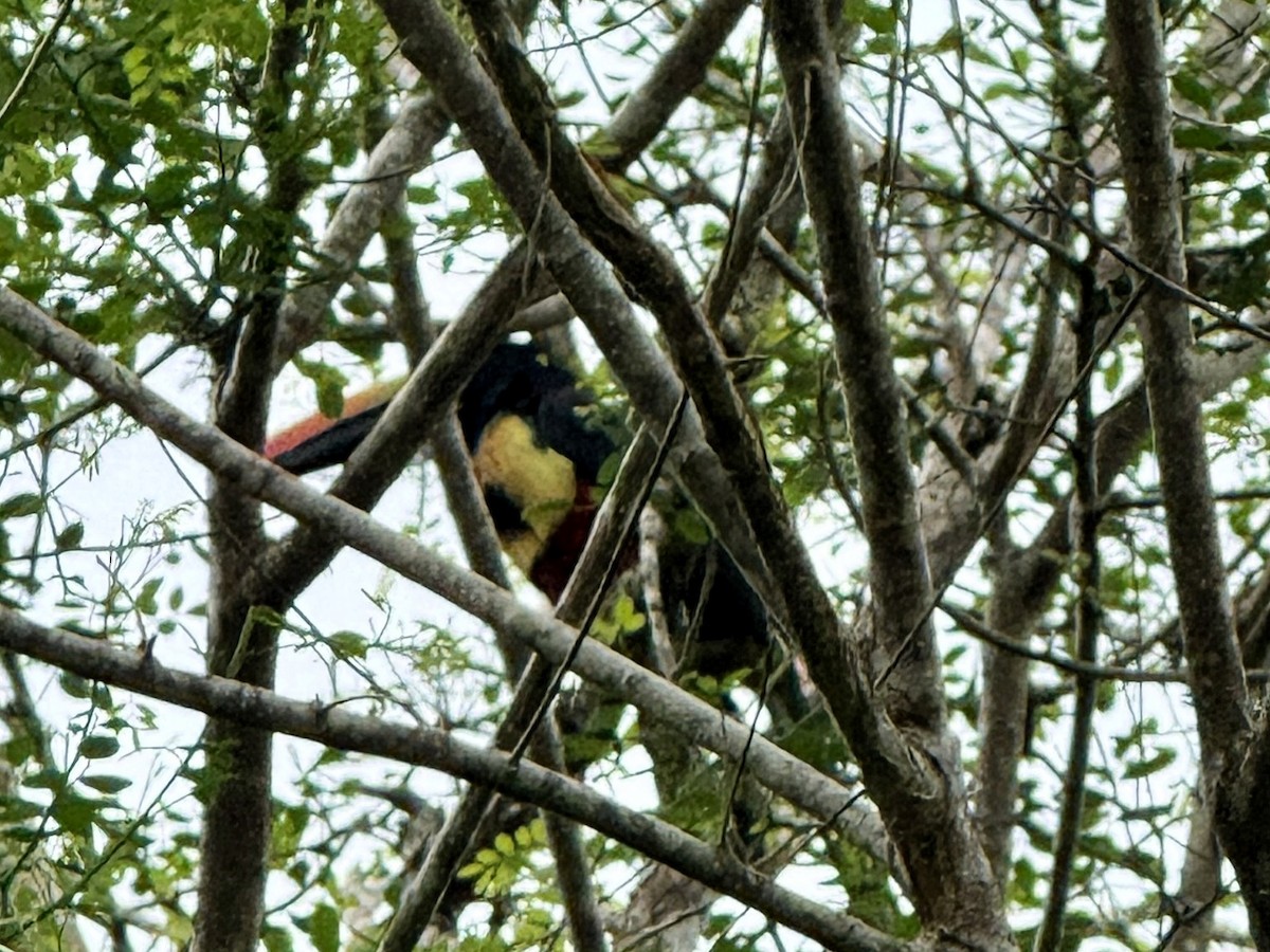 Fiery-billed Aracari - ML647190518