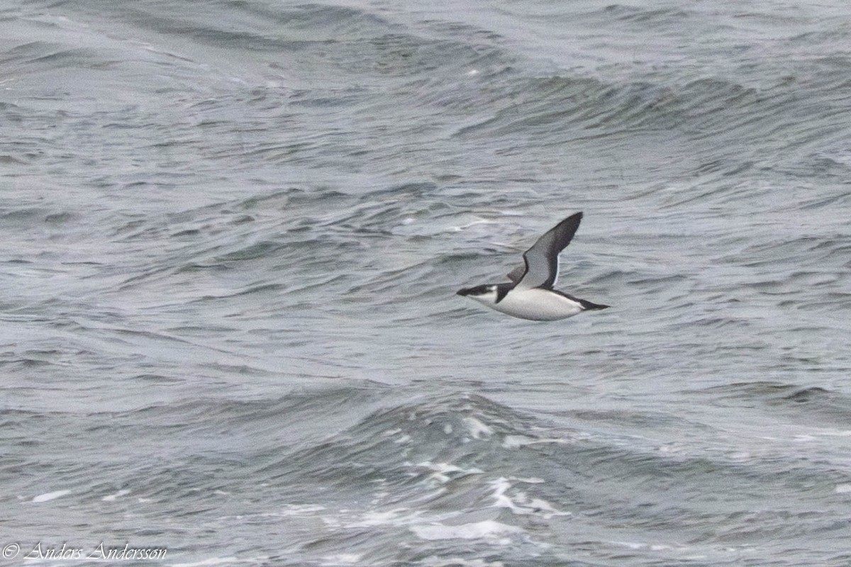 Razorbill - ML647190519