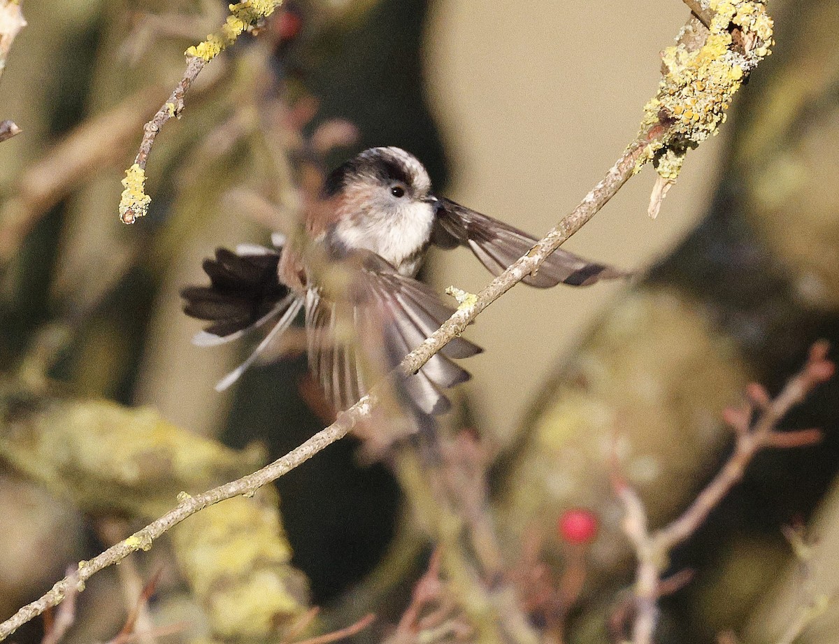 Long-tailed Tit - ML647190520