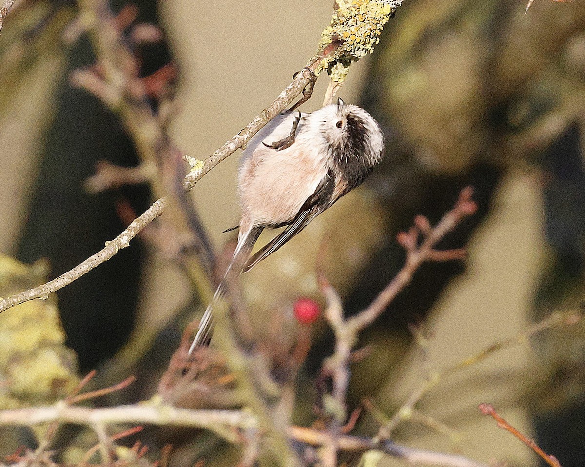 Long-tailed Tit - ML647190521