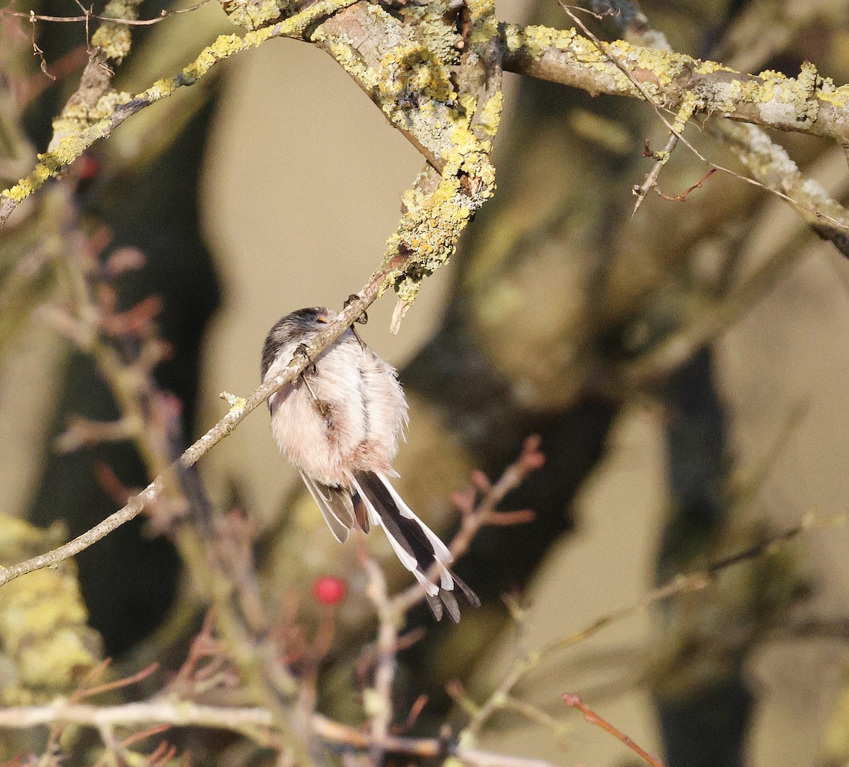 Long-tailed Tit - ML647190522