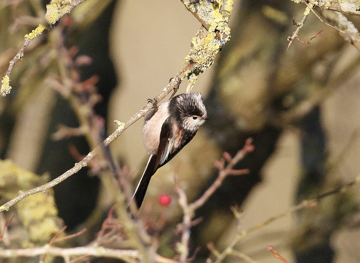 Long-tailed Tit - ML647190523