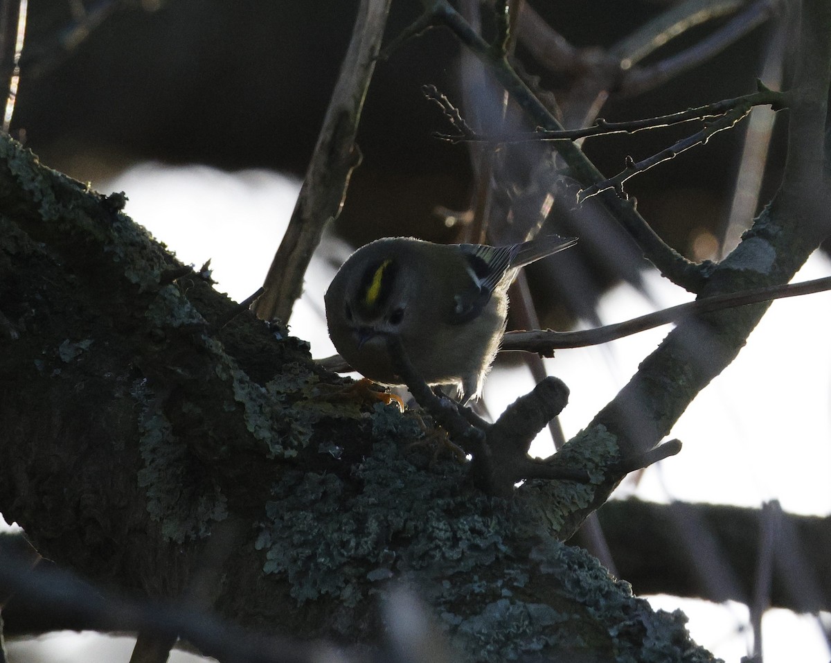 Goldcrest - ML647190527