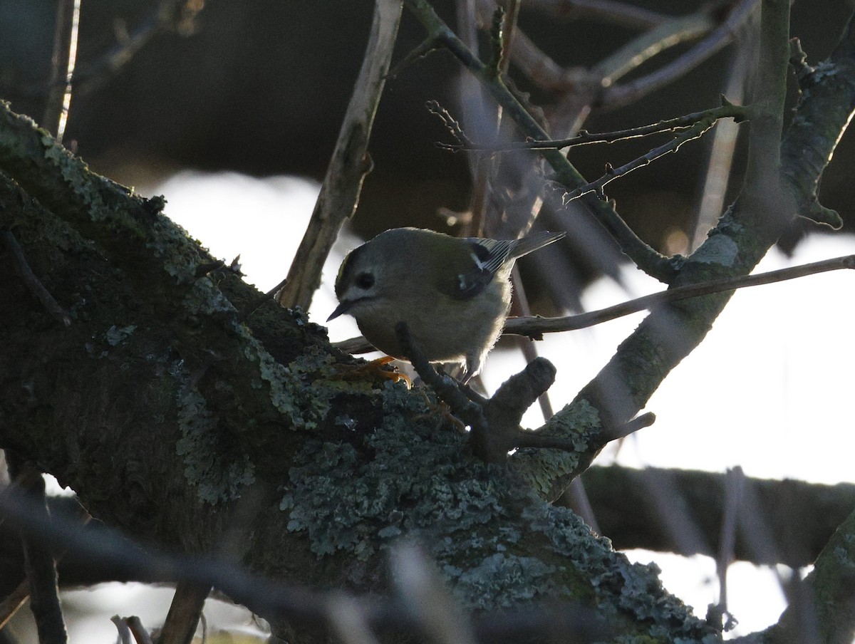 Goldcrest - ML647190528