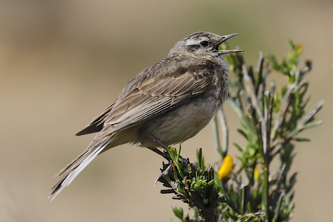 New Zealand Pipit - ML647190531