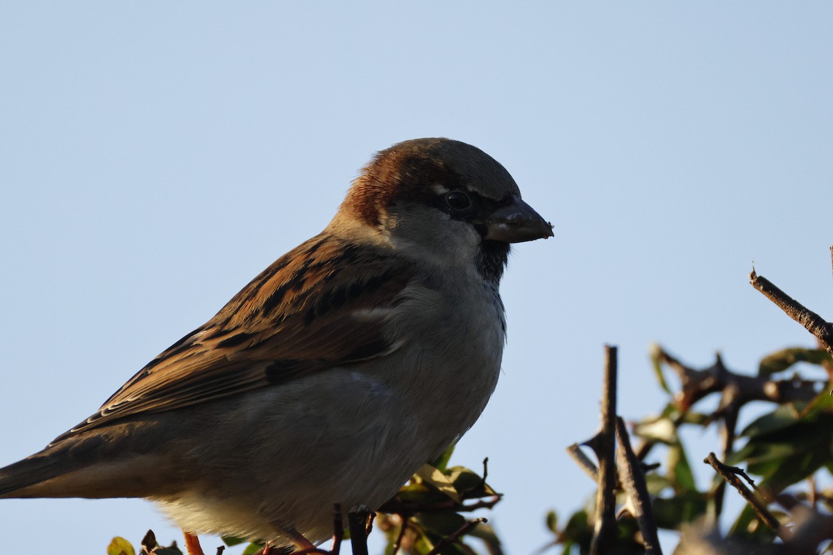 House Sparrow - ML647190532