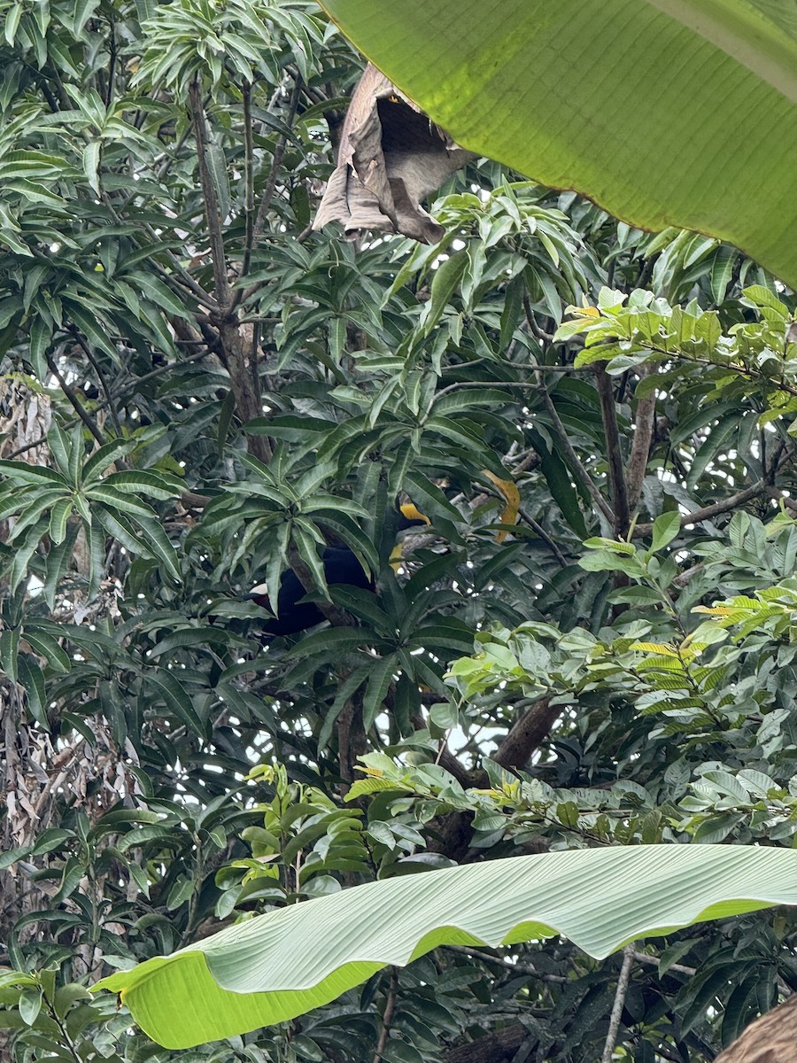 Yellow-throated Toucan - ML647190536