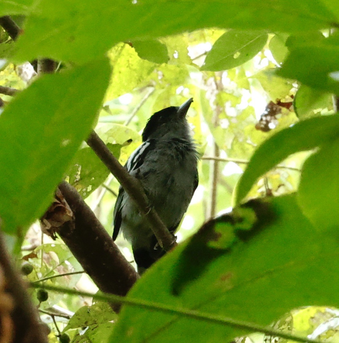 White-winged Becard - ML647190537