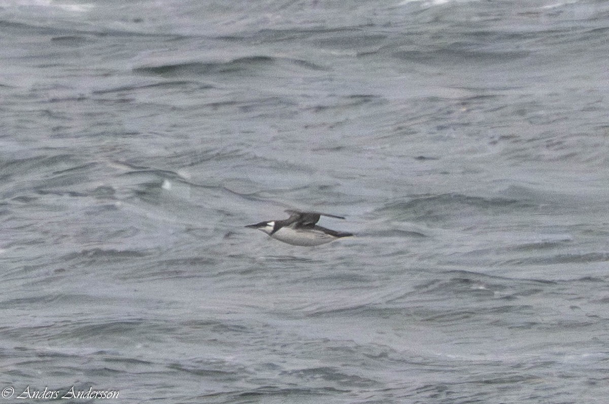 Trottellumme - ML647190538