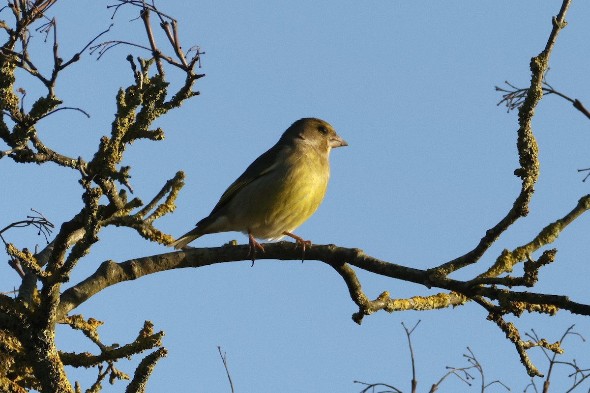 European Greenfinch - ML647190539
