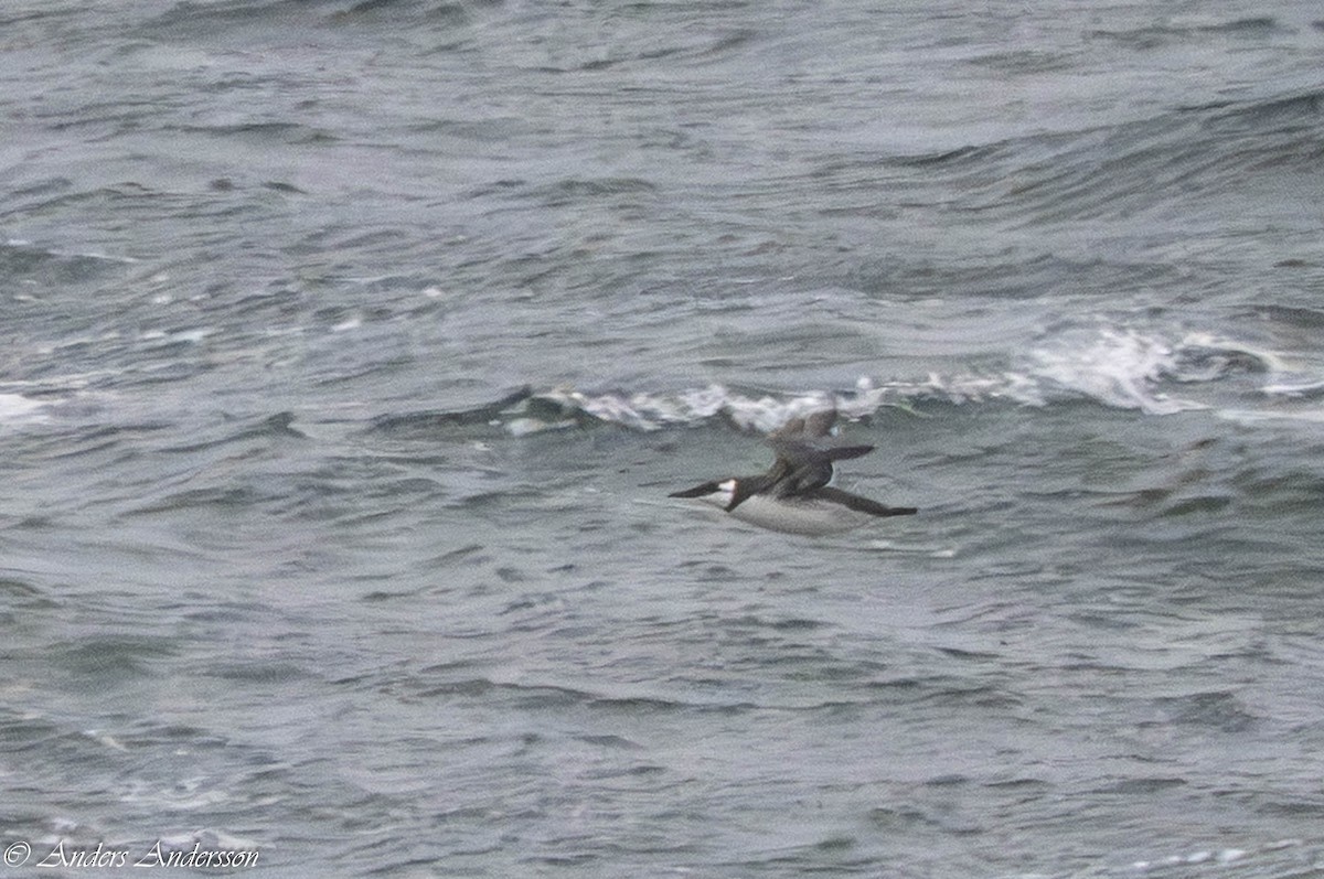 Trottellumme - ML647190541