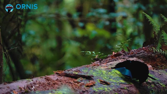 rajka nádherná - ML647190555