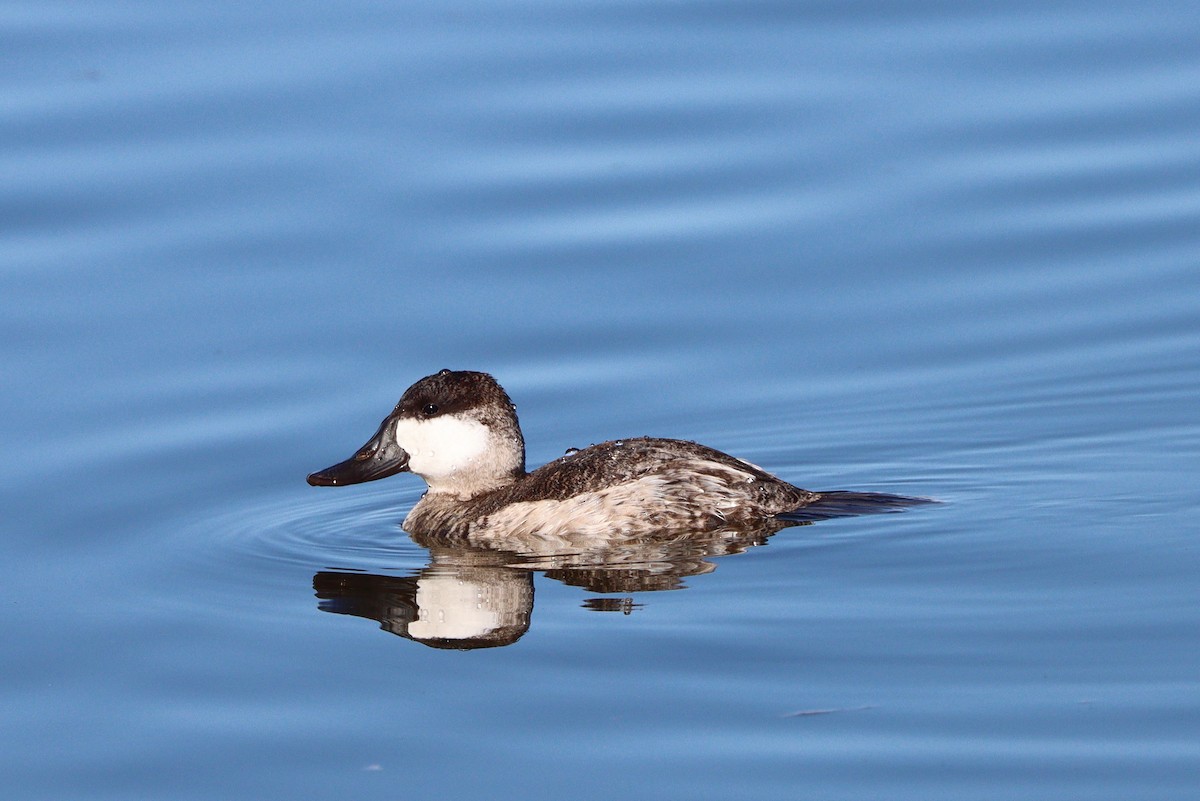 Савка американська - ML647190556