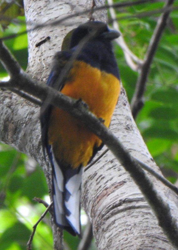 Trogón Violáceo - ML647190558