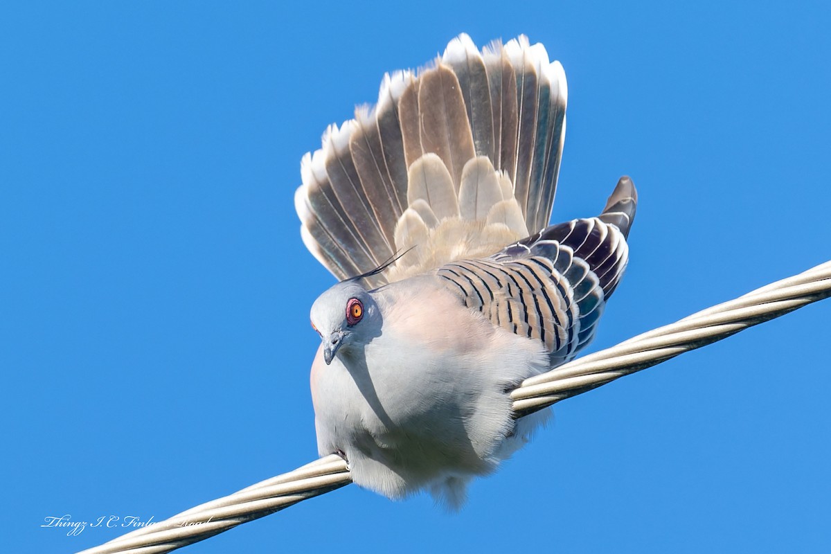 Spitzschopftaube - ML647190563