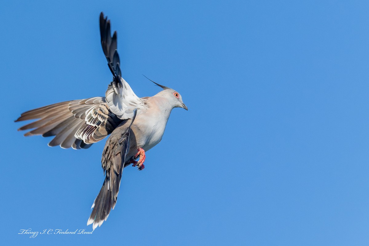 Spitzschopftaube - ML647190564