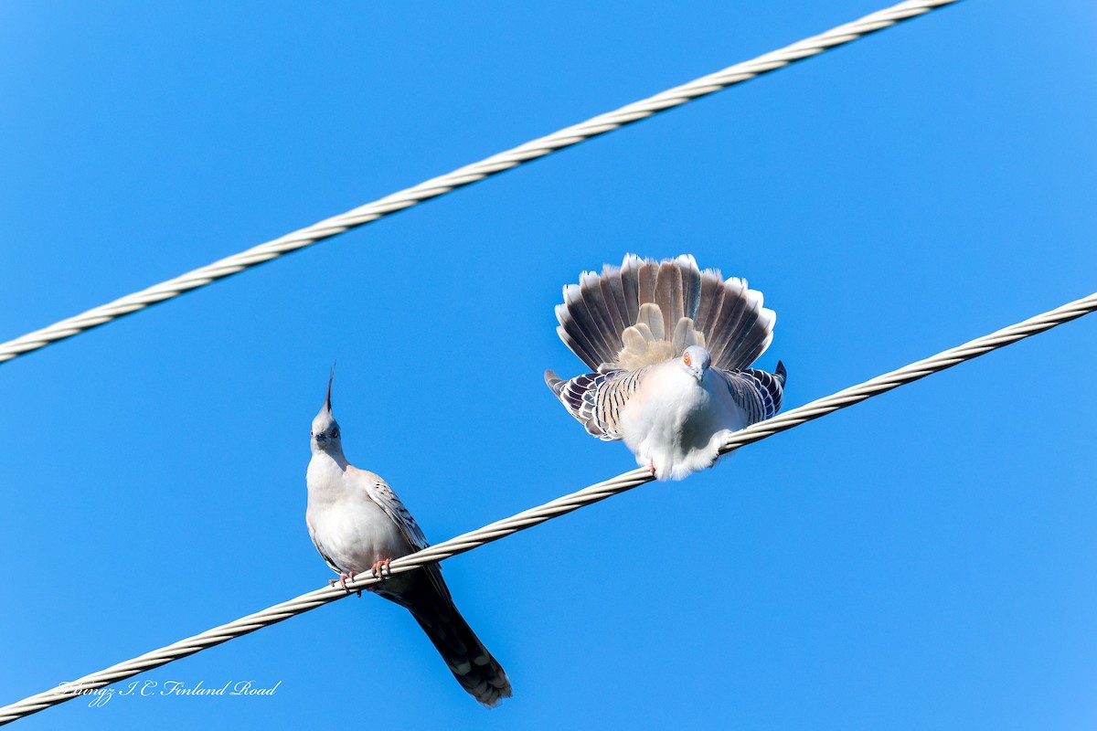 Spitzschopftaube - ML647190565