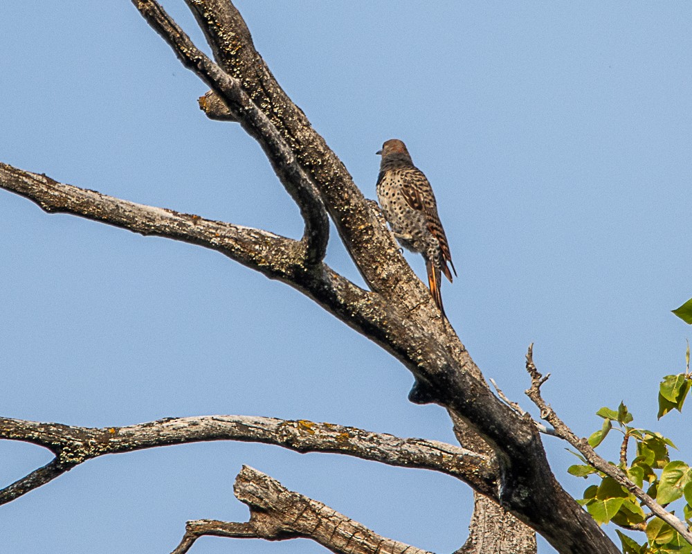 Northern Flicker - ML647190579