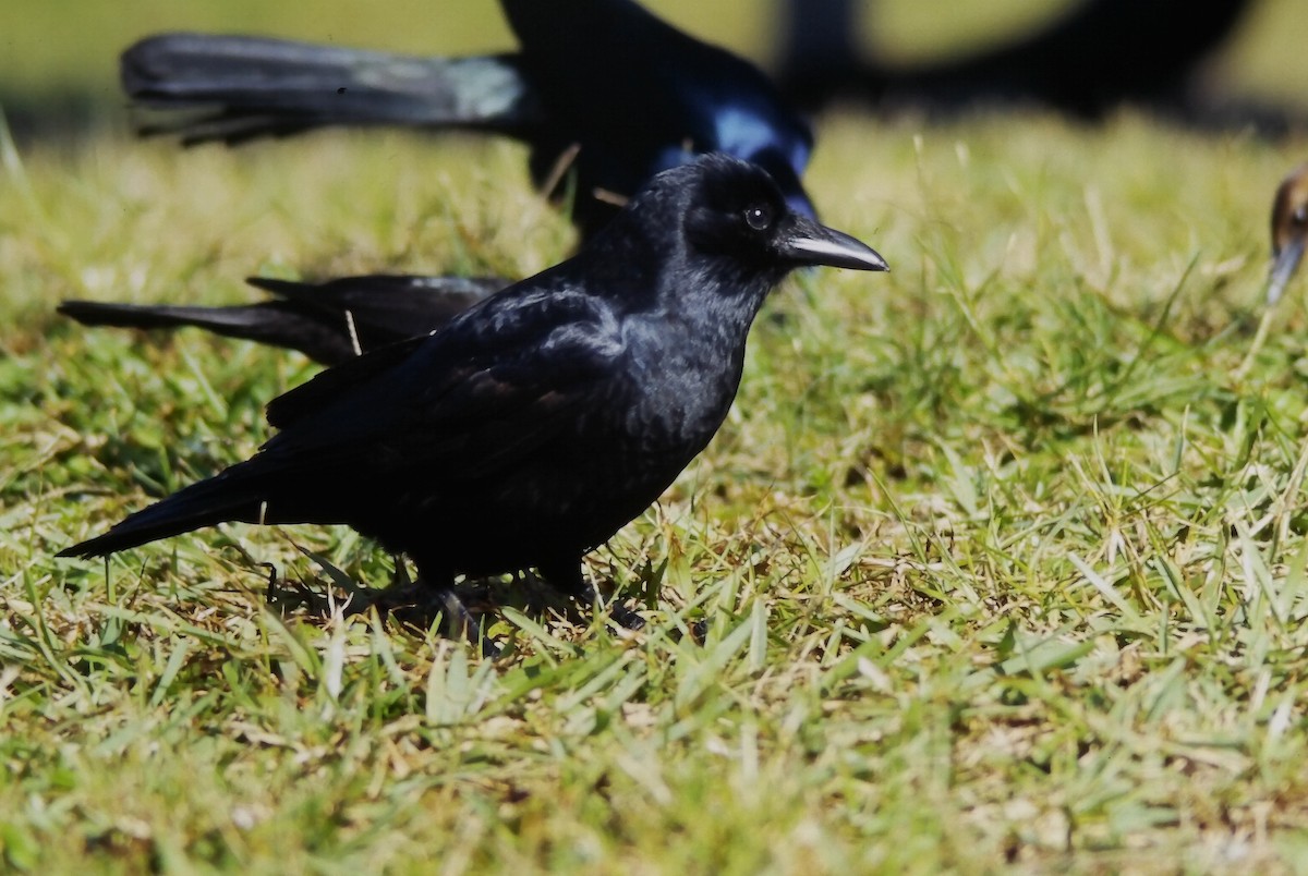 Fish Crow - ML647190582