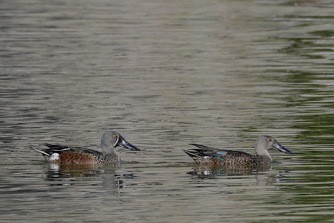 Canard bridé - ML647190585