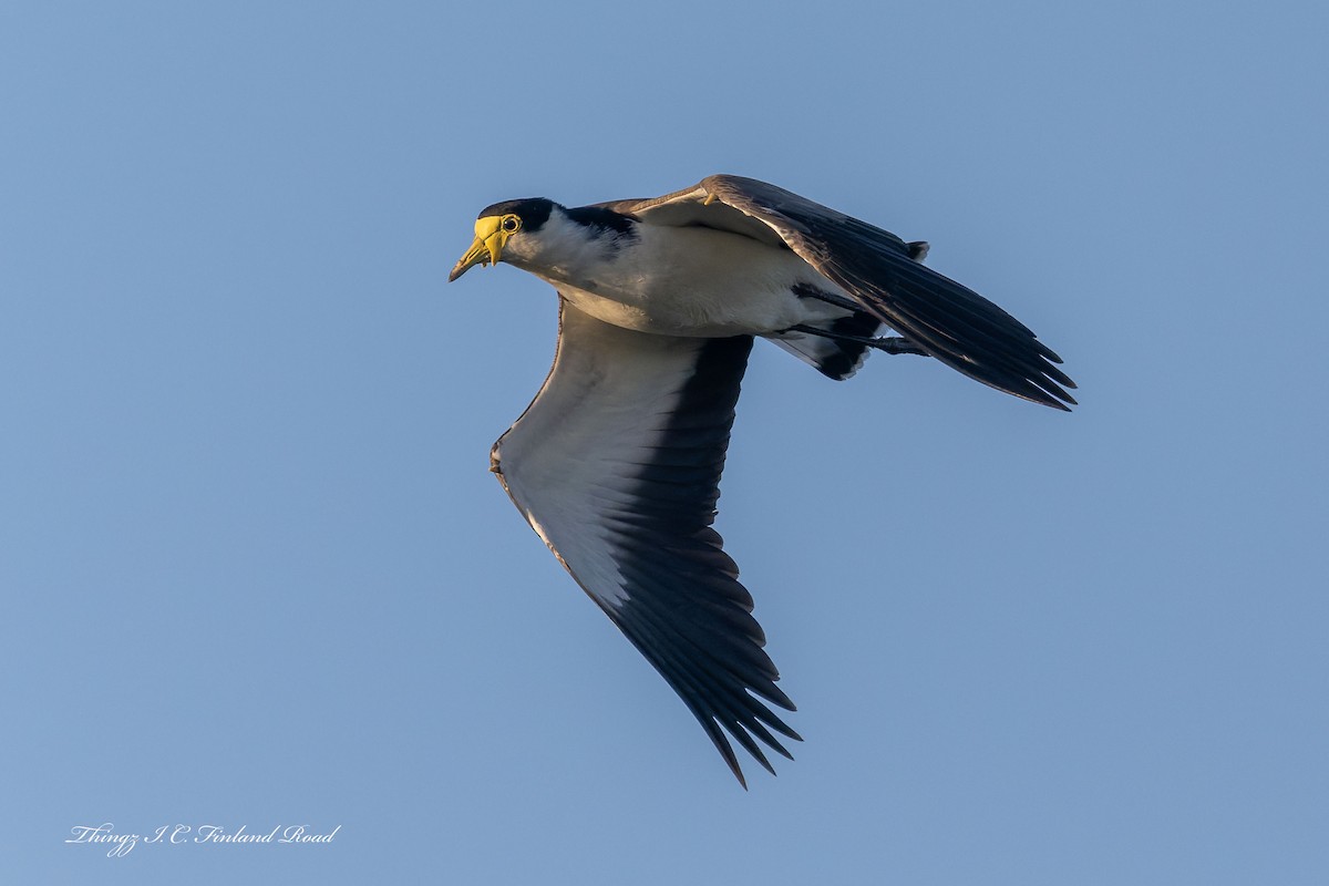 čejka australská - ML647190595