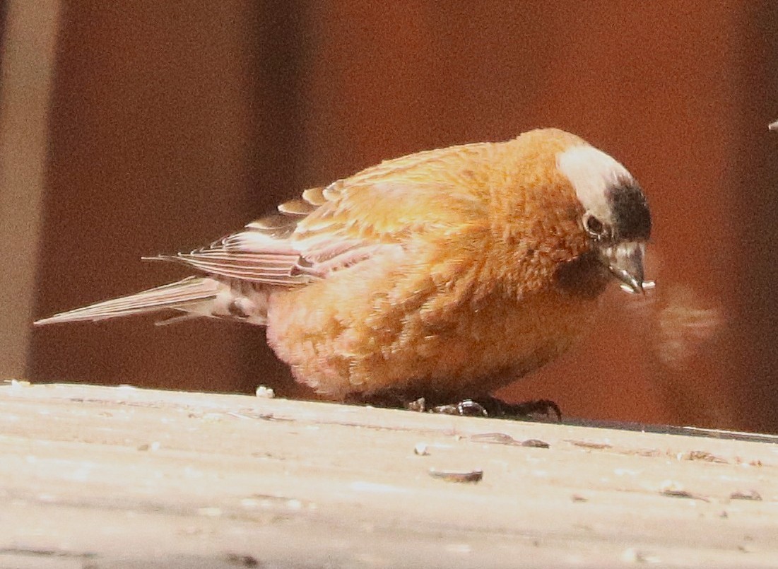 Gray-crowned Rosy-Finch (Gray-crowned) - ML647190596