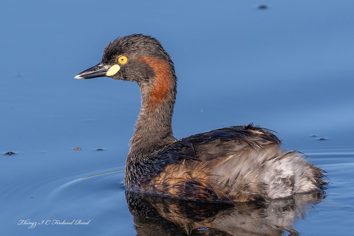 Australasian Grebe - ML647190625