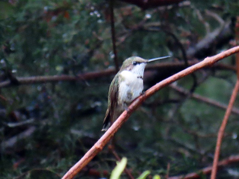 Колібрі рубіновогорлий - ML647190633