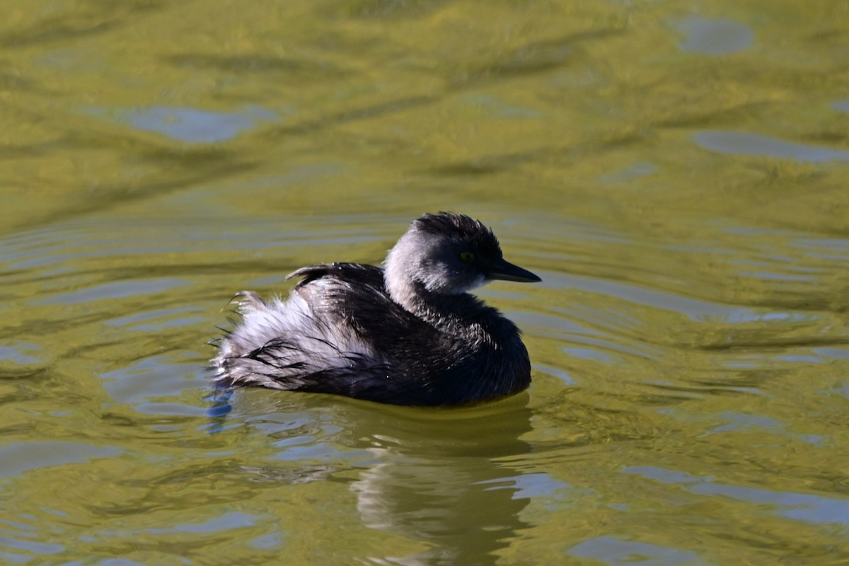 Least Grebe - ML647190637