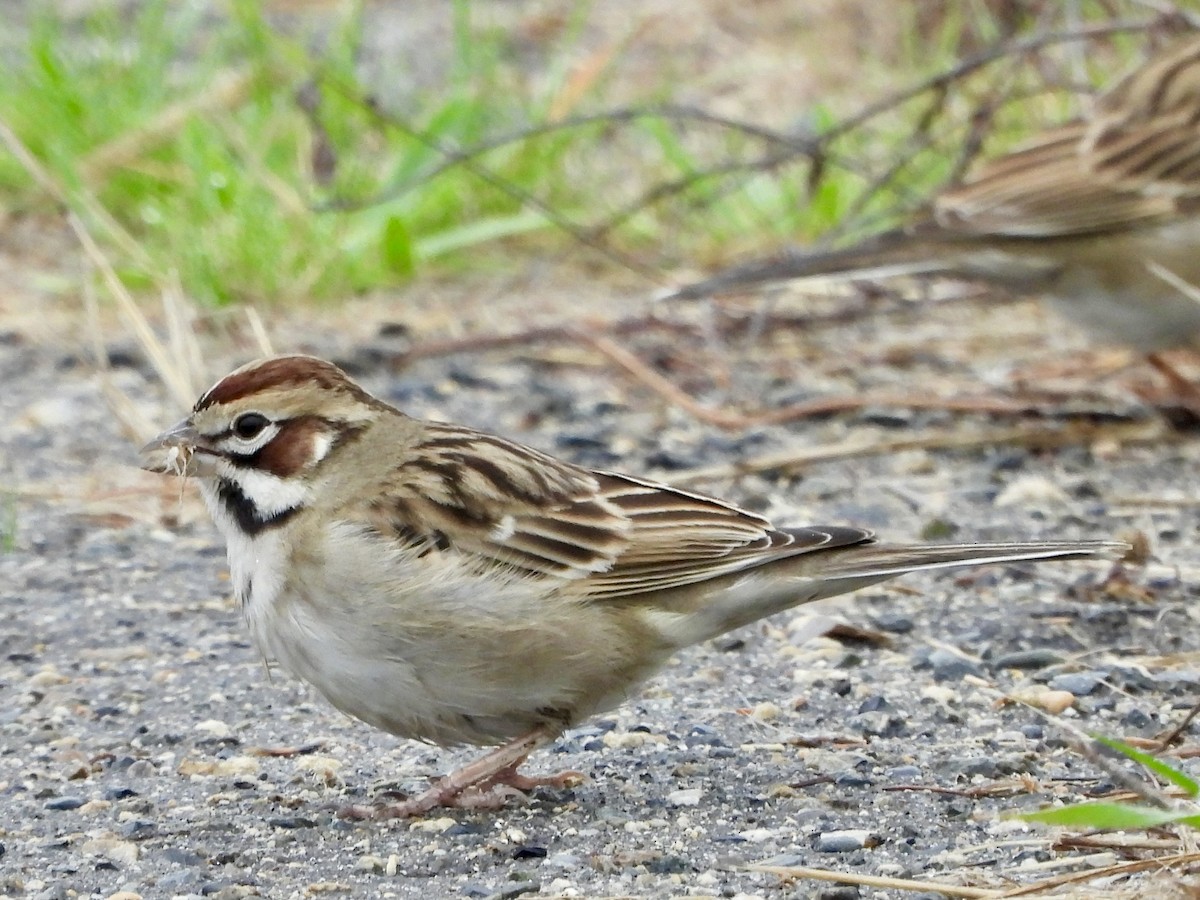 Lark Sparrow - ML647190638