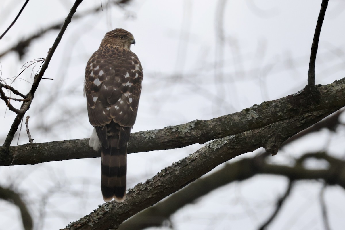 Gavilán de Cooper - ML647190649