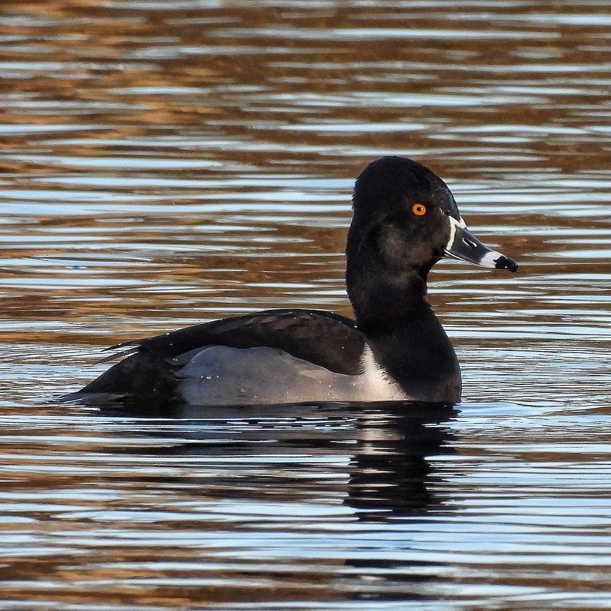 Moretta dal collare - ML647190650