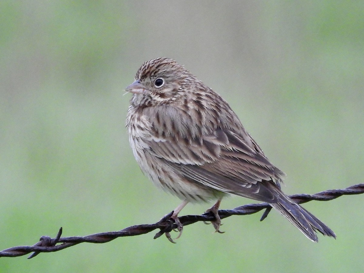 Vesper Sparrow - ML647190653