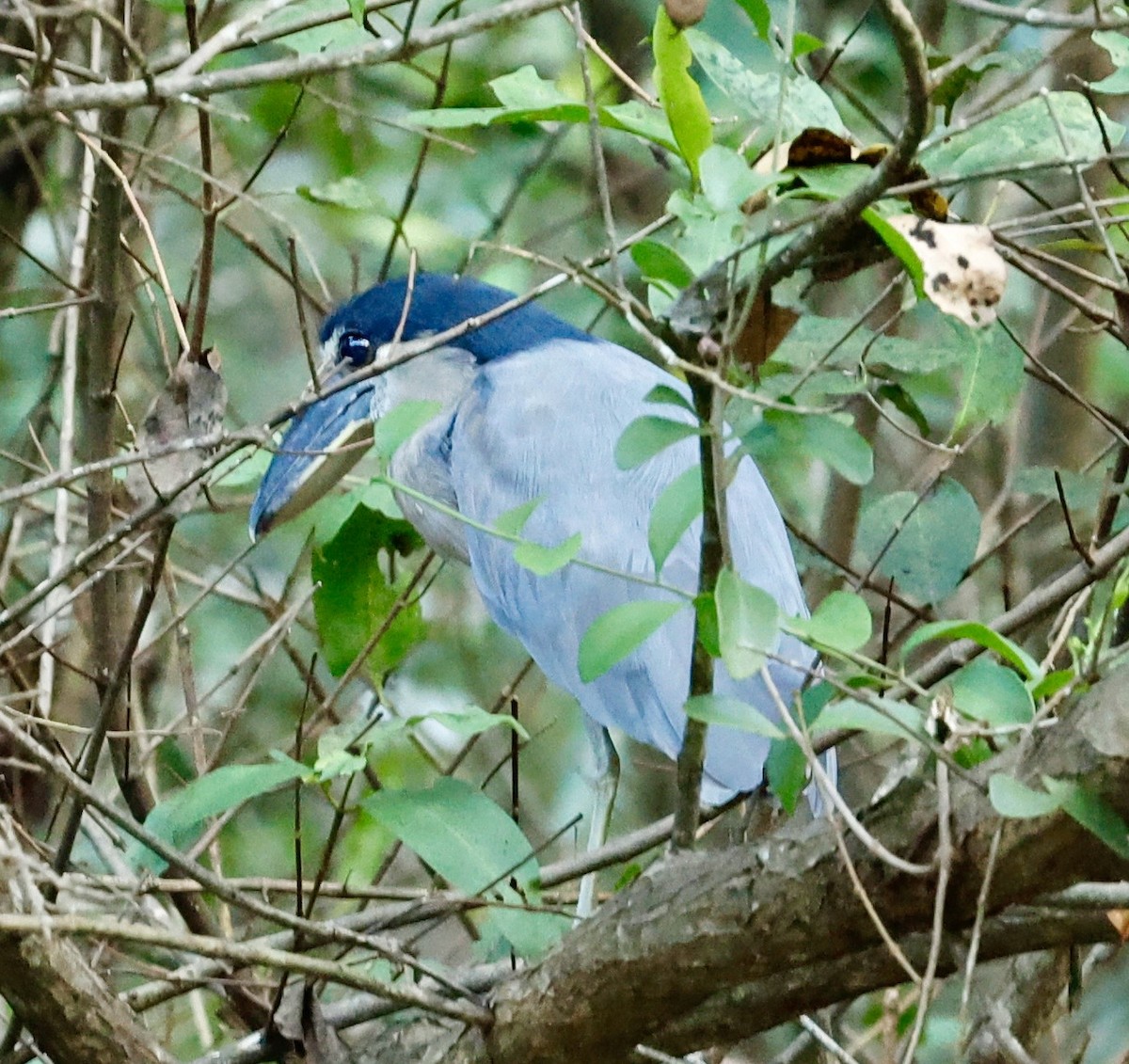 Boat-billed Heron - ML647190662