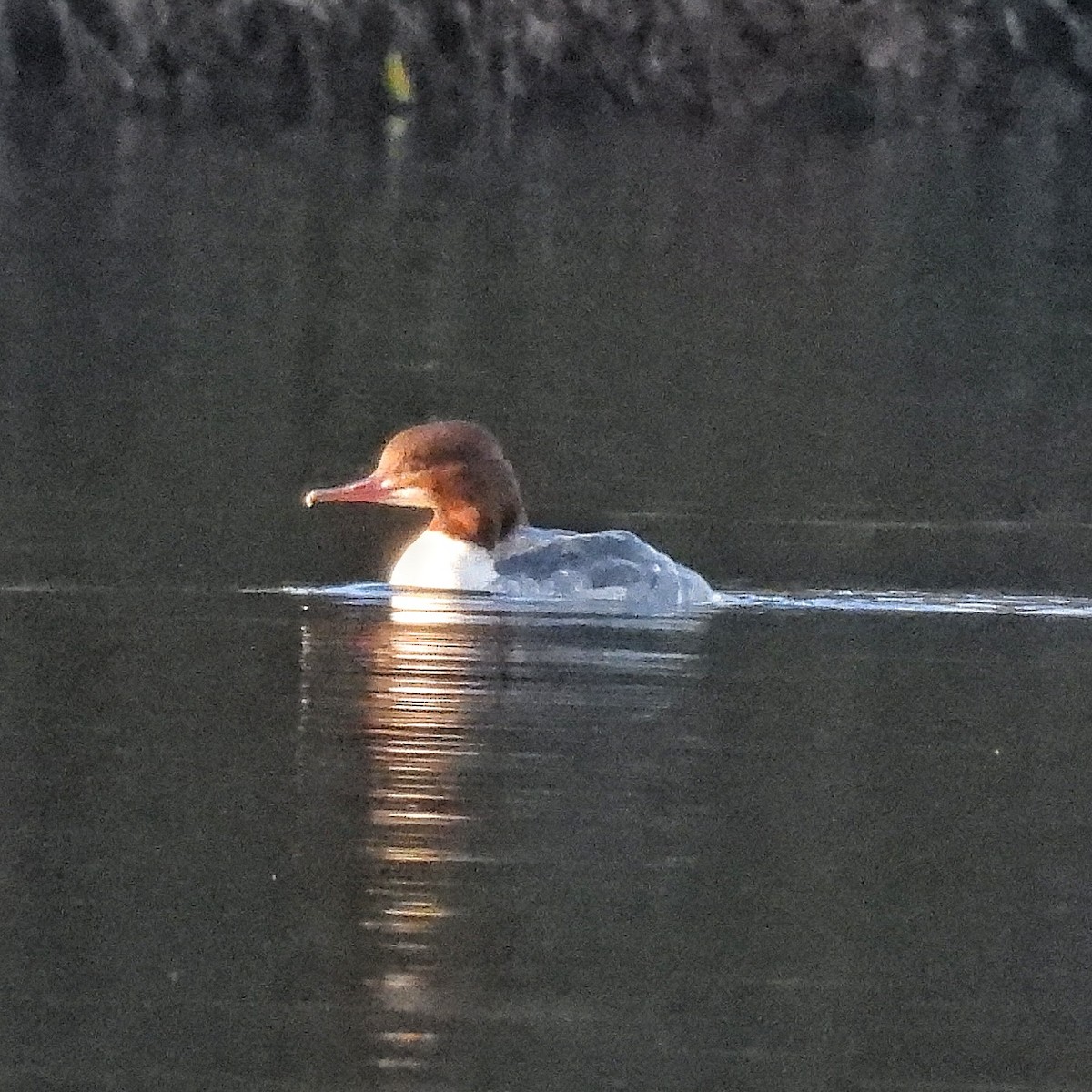 Smergo maggiore - ML647190663