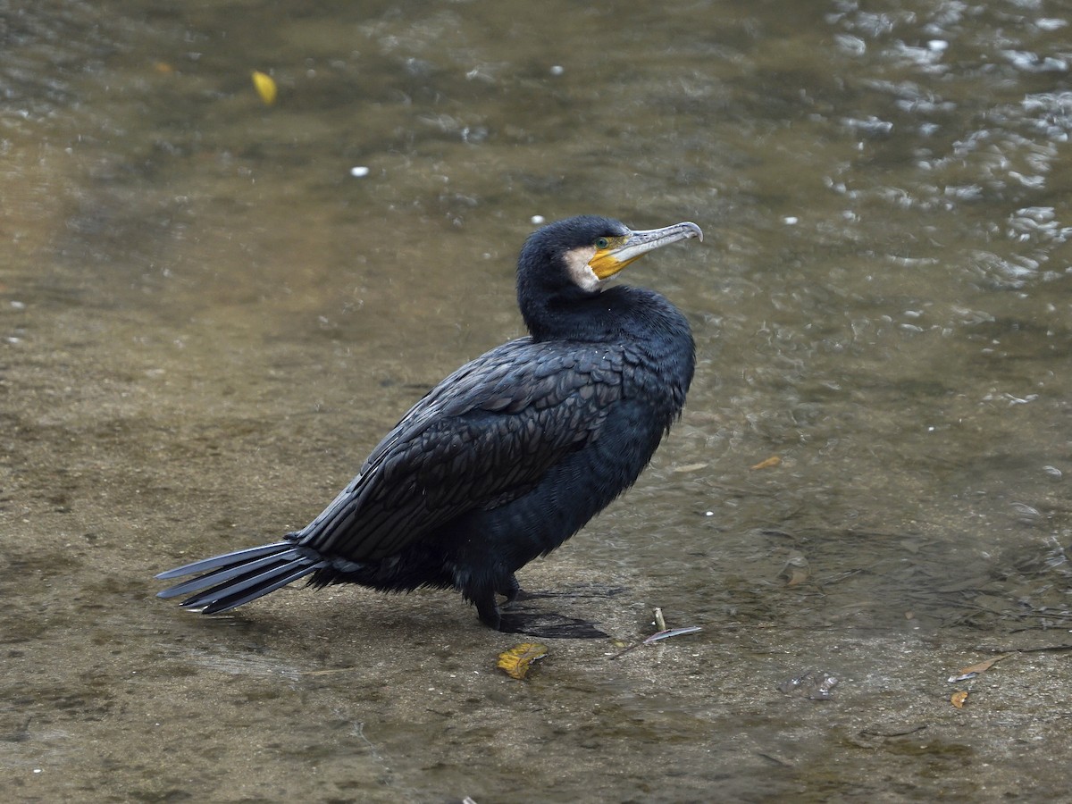 Great Cormorant - ML647190664