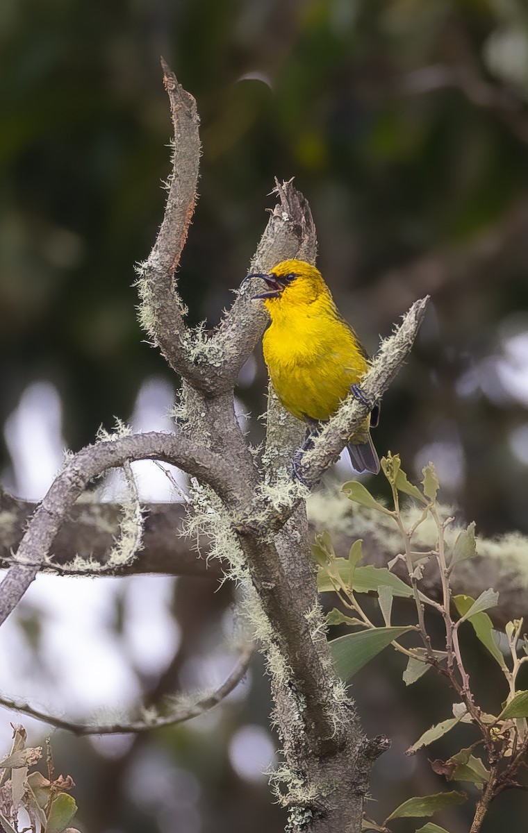 Akiapolaau - ML647190667