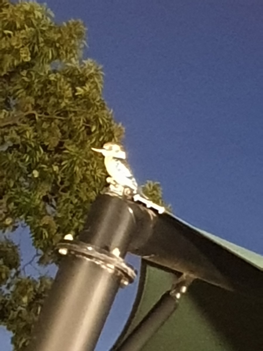 Blue-winged Kookaburra - ML647190672