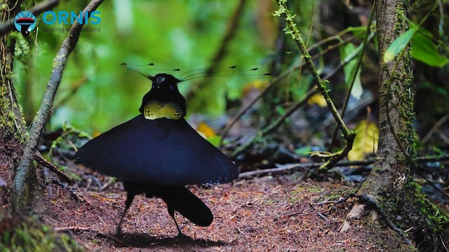 rajka šestiperá - ML647190680