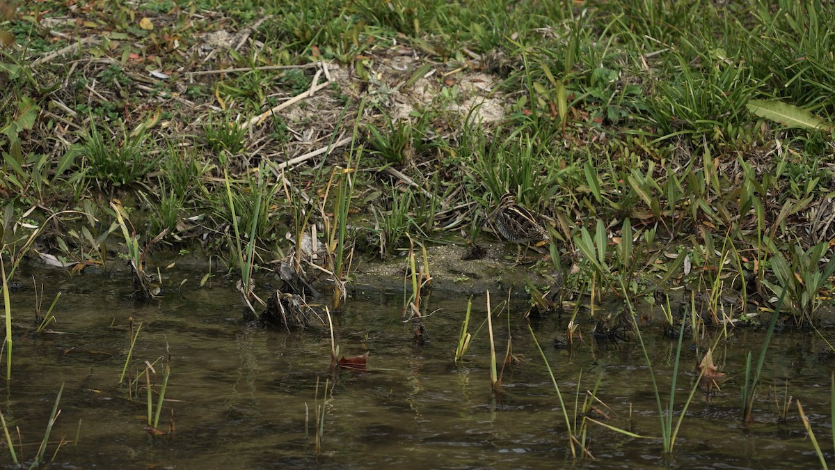 Common Snipe - ML647190683