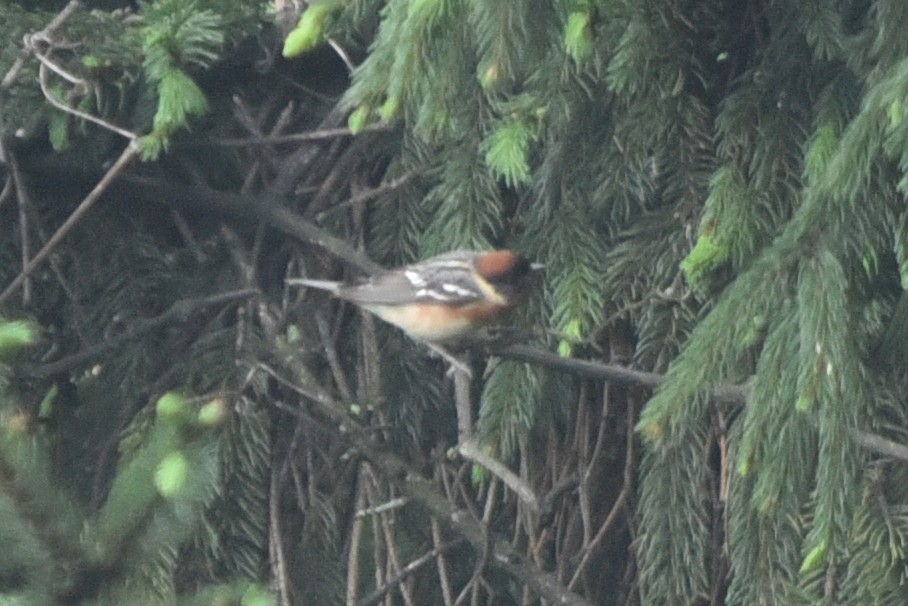 Bay-breasted Warbler - ML647190688