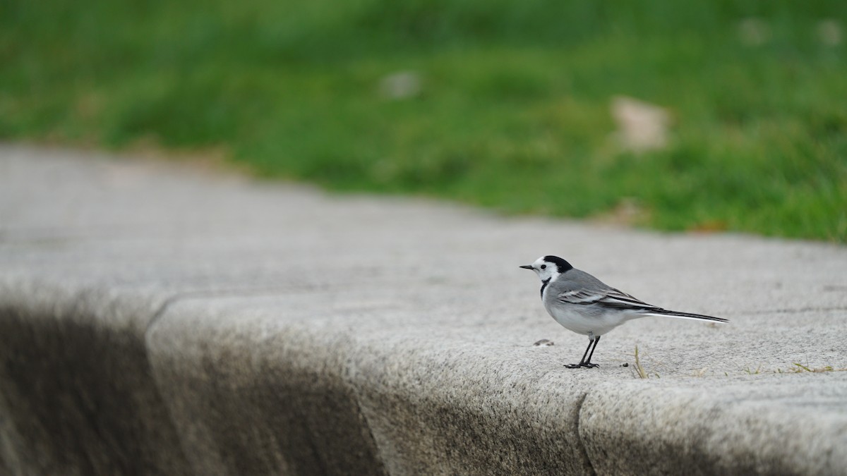 White Wagtail - ML647190689