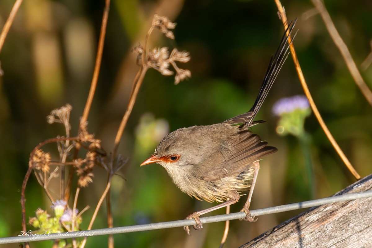 Variegated Fairywren - ML647190695
